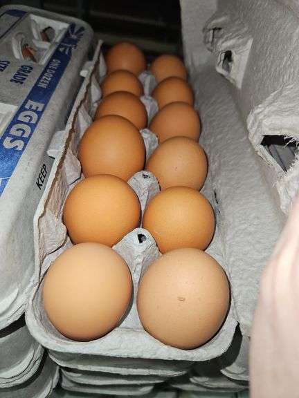 4 Doz Large Brown Eating Eggs