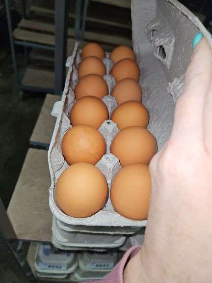 4 Doz Large Brown Eating Eggs