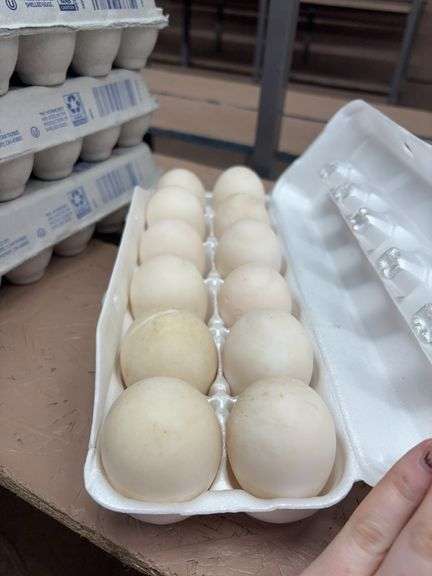 1 Doz Duck Eating Eggs