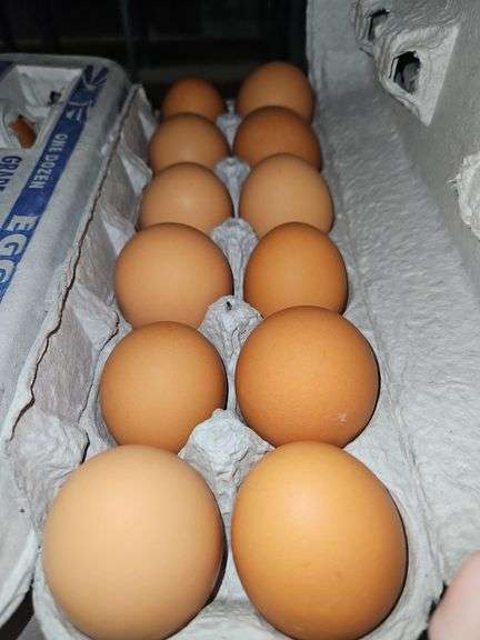4 Doz Large Brown Eating Eggs