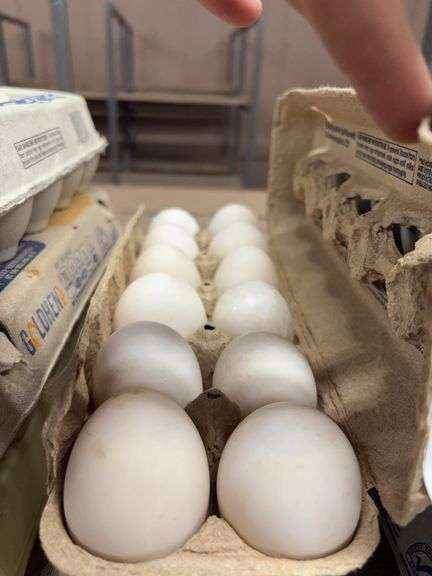 2 Doz Jumbo Duck Eating Eggs