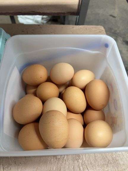 2 Doz X-Large Brown Eating Eggs