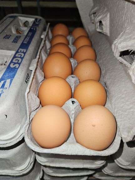 4 Doz Large Brown Eating Eggs