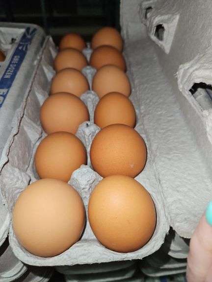 4 Doz Large Brown Eating Eggs