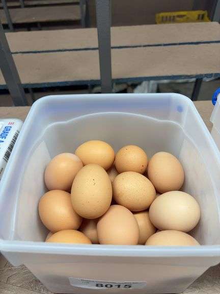 2 Doz Large Brown Eating Eggs