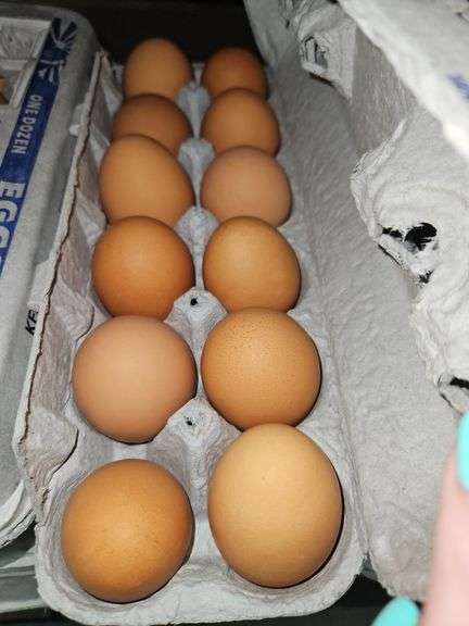 4 Doz Large Brown Eating Eggs