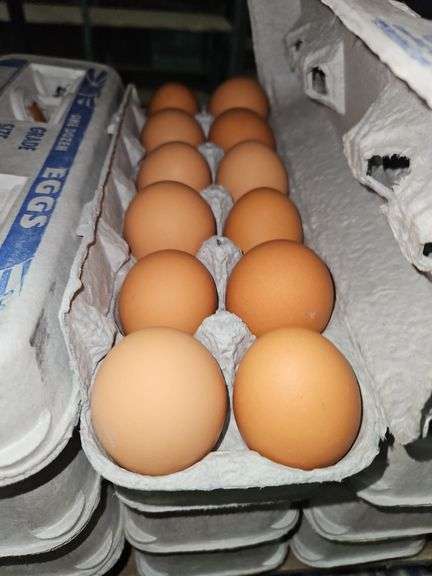 4 Doz Large Brown Eating Eggs