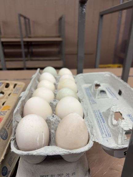 3 Doz Jumbo Duck Eating Eggs