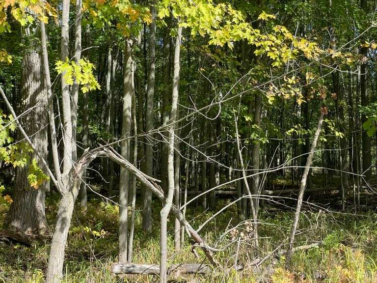 81 ACRE OUTDOORSMAN PARADISE 