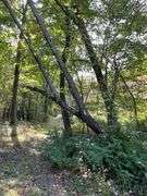 81 ACRE OUTDOORSMAN PARADISE 