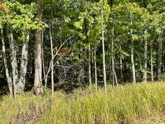81 ACRE OUTDOORSMAN PARADISE 