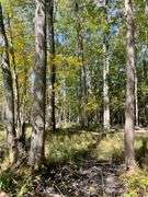 81 ACRE OUTDOORSMAN PARADISE 