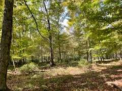 81 ACRE OUTDOORSMAN PARADISE 