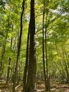 81 ACRE OUTDOORSMAN PARADISE 