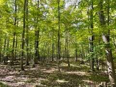 81 ACRE OUTDOORSMAN PARADISE 