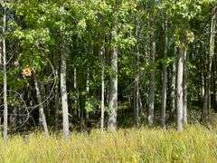 81 ACRE OUTDOORSMAN PARADISE 