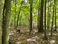 81 ACRE OUTDOORSMAN PARADISE 