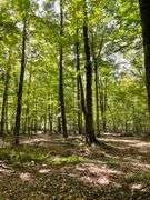 81 ACRE OUTDOORSMAN PARADISE 