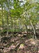 81 ACRE OUTDOORSMAN PARADISE 