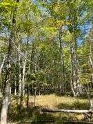 81 ACRE OUTDOORSMAN PARADISE 