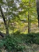 81 ACRE OUTDOORSMAN PARADISE 