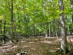 81 ACRE OUTDOORSMAN PARADISE 