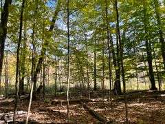 81 ACRE OUTDOORSMAN PARADISE 