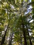 81 ACRE OUTDOORSMAN PARADISE 
