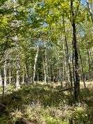 81 ACRE OUTDOORSMAN PARADISE 