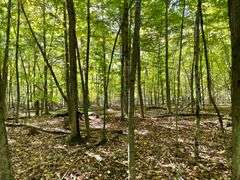 81 ACRE OUTDOORSMAN PARADISE 