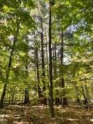 81 ACRE OUTDOORSMAN PARADISE 
