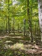 81 ACRE OUTDOORSMAN PARADISE 