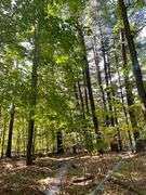 81 ACRE OUTDOORSMAN PARADISE 