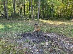 81 ACRE OUTDOORSMAN PARADISE 