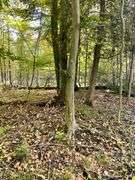 81 ACRE OUTDOORSMAN PARADISE 