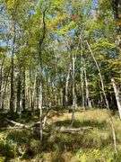 81 ACRE OUTDOORSMAN PARADISE 