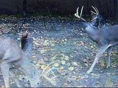 81 ACRE OUTDOORSMAN PARADISE 