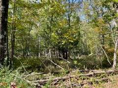 81 ACRE OUTDOORSMAN PARADISE 