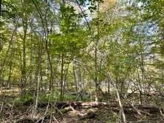 81 ACRE OUTDOORSMAN PARADISE 