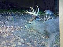 81 ACRE OUTDOORSMAN PARADISE 