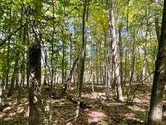 81 ACRE OUTDOORSMAN PARADISE 