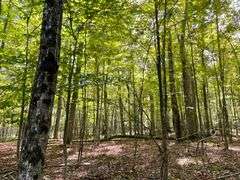 81 ACRE OUTDOORSMAN PARADISE 