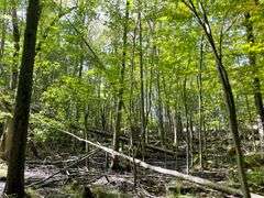 81 ACRE OUTDOORSMAN PARADISE 
