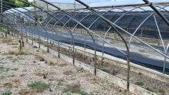 Absolute Online Only Quailcrest Farm Greenhouse Auction