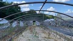 Absolute Online Only Quailcrest Farm Greenhouse Auction