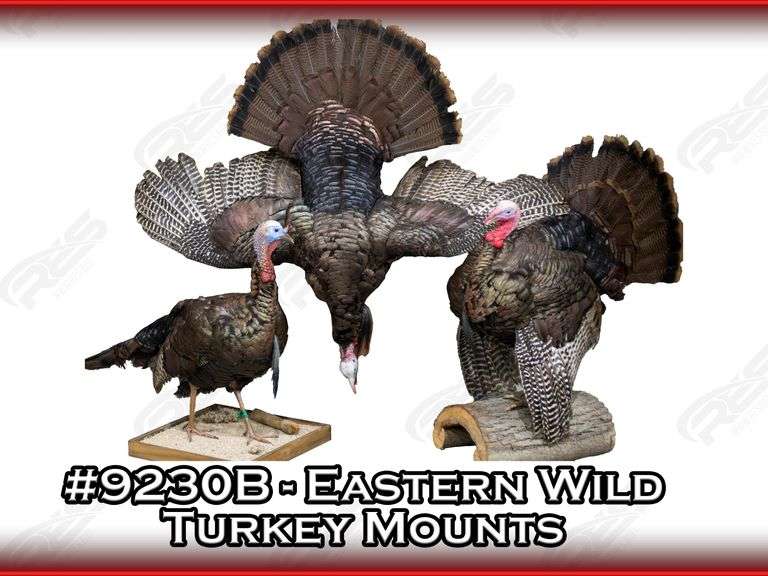 Eastern Wild Turkey Mounts