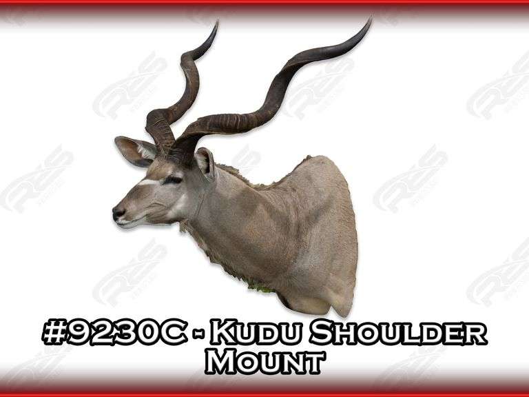 Kudu Shoulder Mount