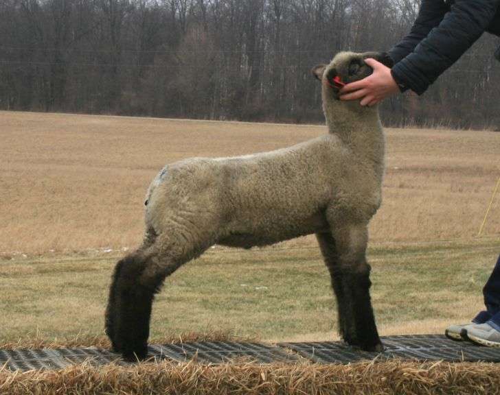 Temple Livestock - Hamp Wether