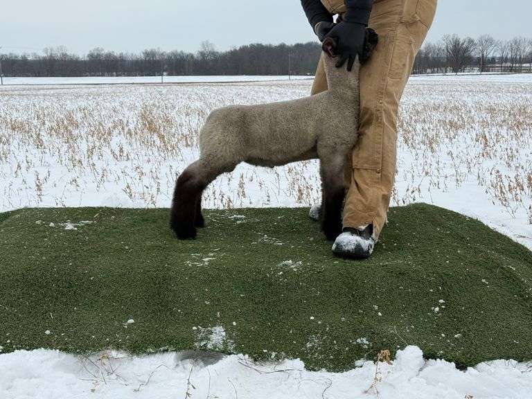 White Girls Show Stock - Crossbred Wether