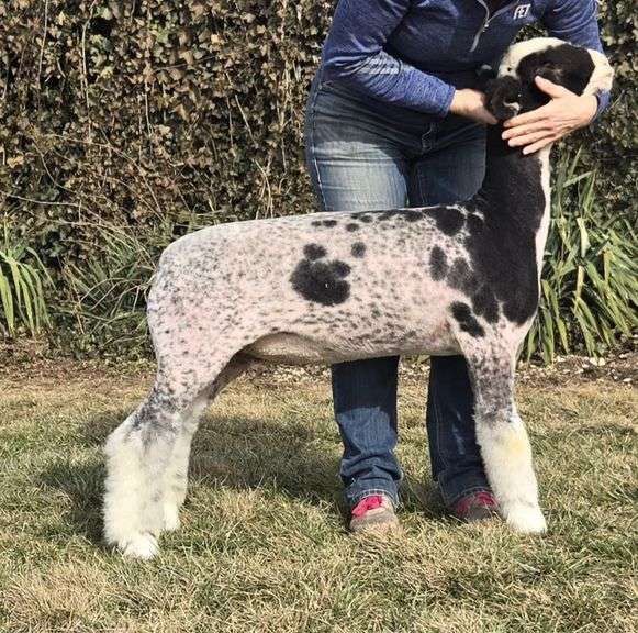 WD Dorsets & Club Lambs - Dorset Advantage - Piebald Ewe